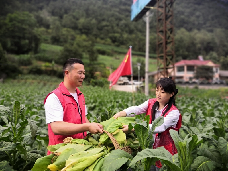 湖北省宜昌市兴山县烟草内训师在烟田边讲解种烟技术，边开展现场操作示范。