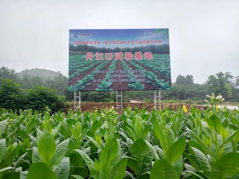 国产雪茄烟叶开发与应用重大专项丹江口试验基地，使用无人机开展飞防作业。丹江口市烟草专卖局供图