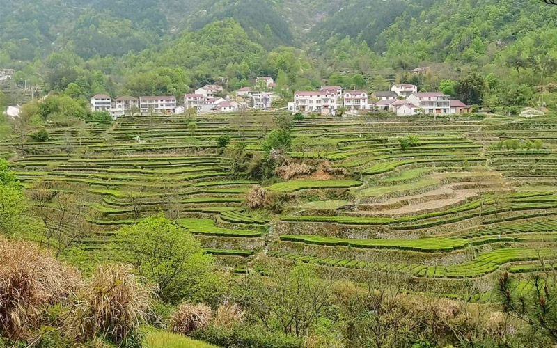 黄冈市英山县茶叶梯田产业。朱颜摄