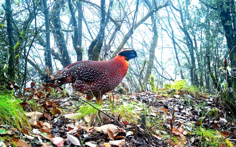 湖北堵河源国家级自然保护区竹山县柳林屏峰管理站红外线相机拍摄到“娃娃鸡”出没的照片。