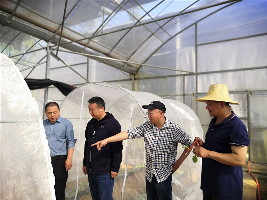 湖北中烟技术人员调研指导烟蚜茧蜂培育工作。