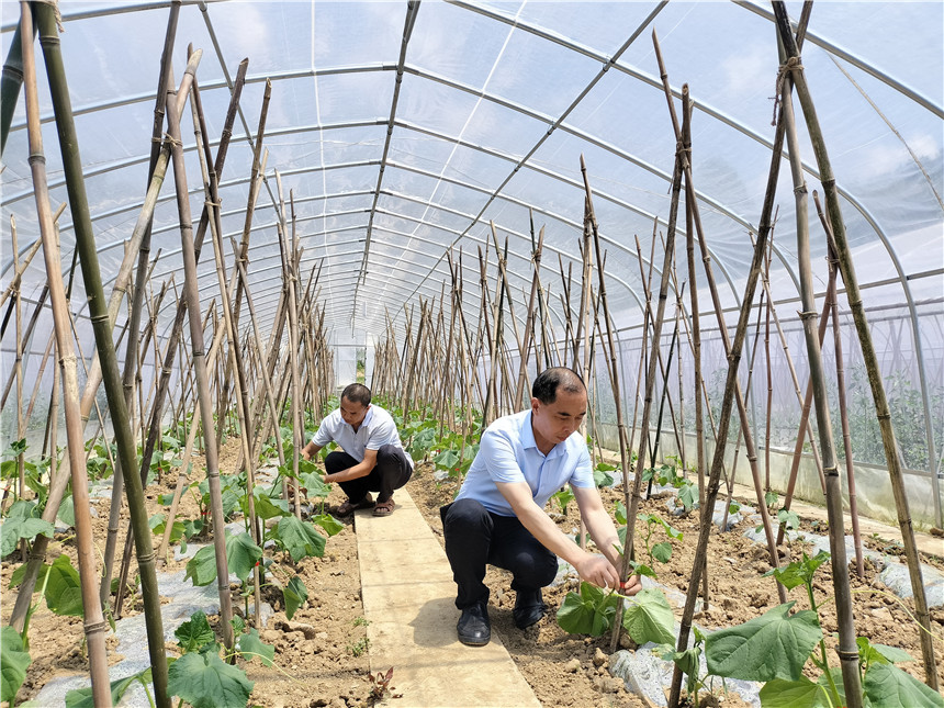 烟叶技术员正在苗棚内搭建蔬菜站架。