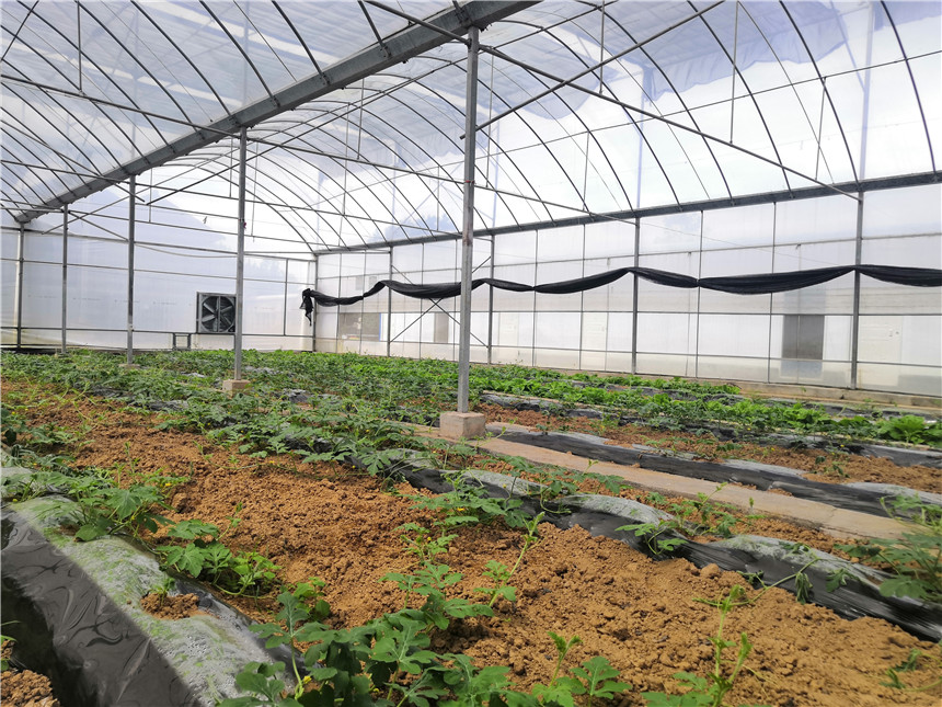 育苗棚内种植西瓜、四季豆、黄瓜等蔬菜。