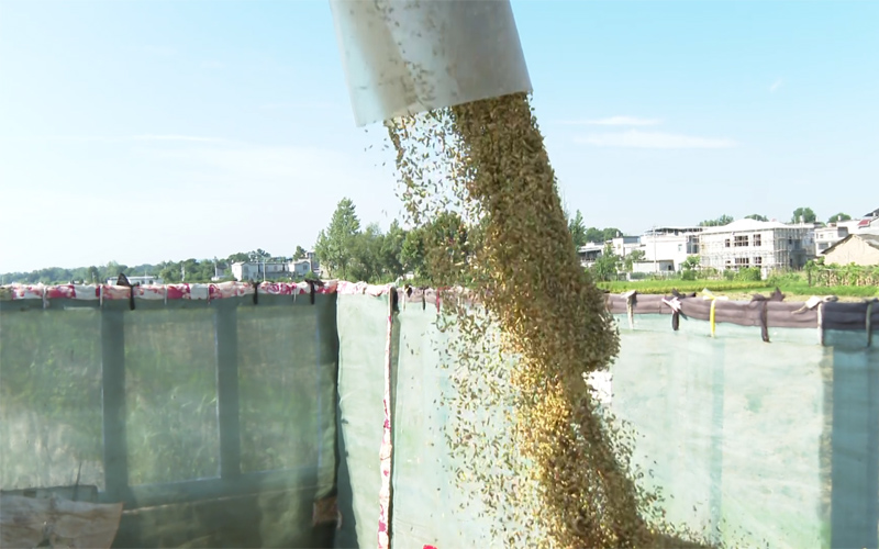 湖北浠水：16万亩早稻开镰