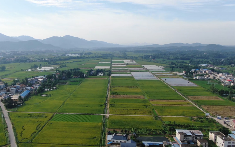 湖北浠水：16万亩早稻开镰【5】