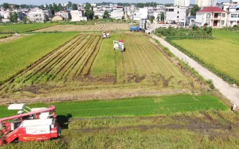 湖北浠水：16万亩早稻开镰【6】