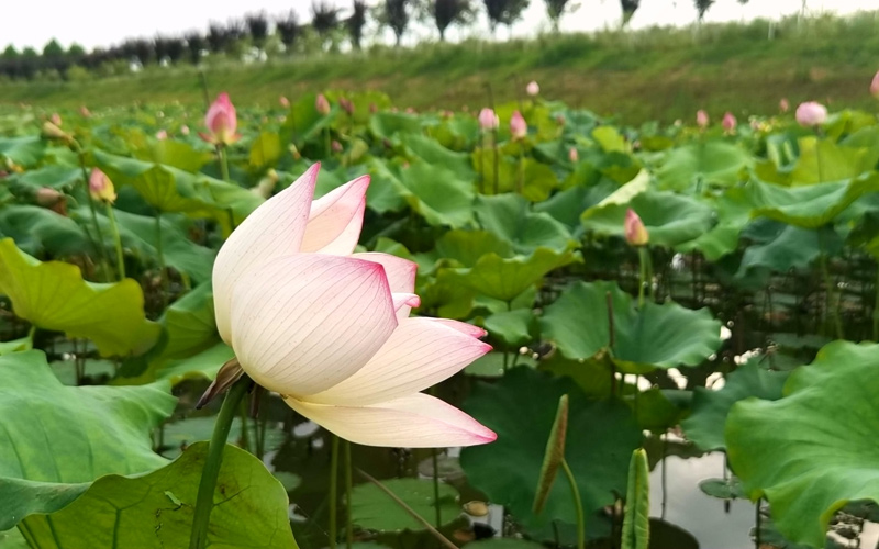 丁灣村池塘綻放著的荷花