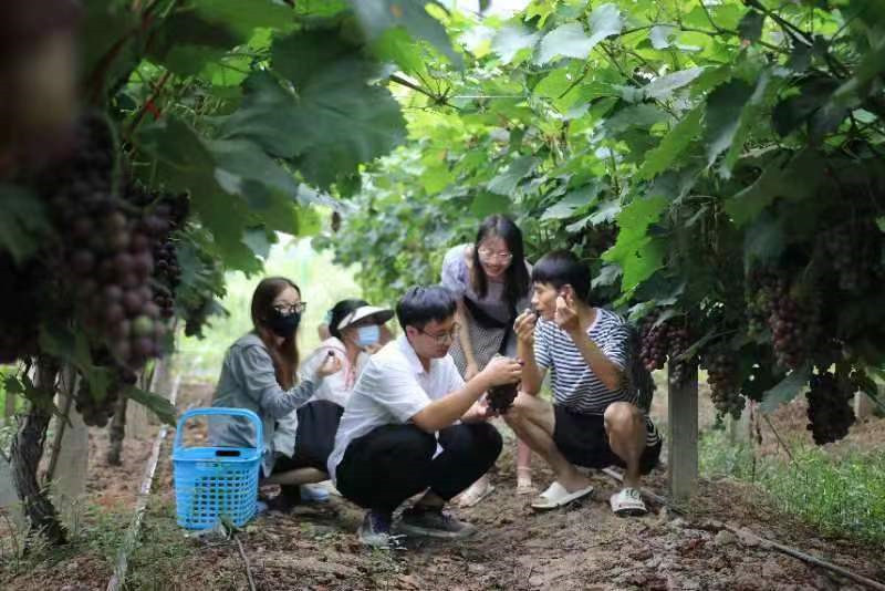 实践团队员在金寨现代农业产业园调研葡萄种植。姜子岳摄