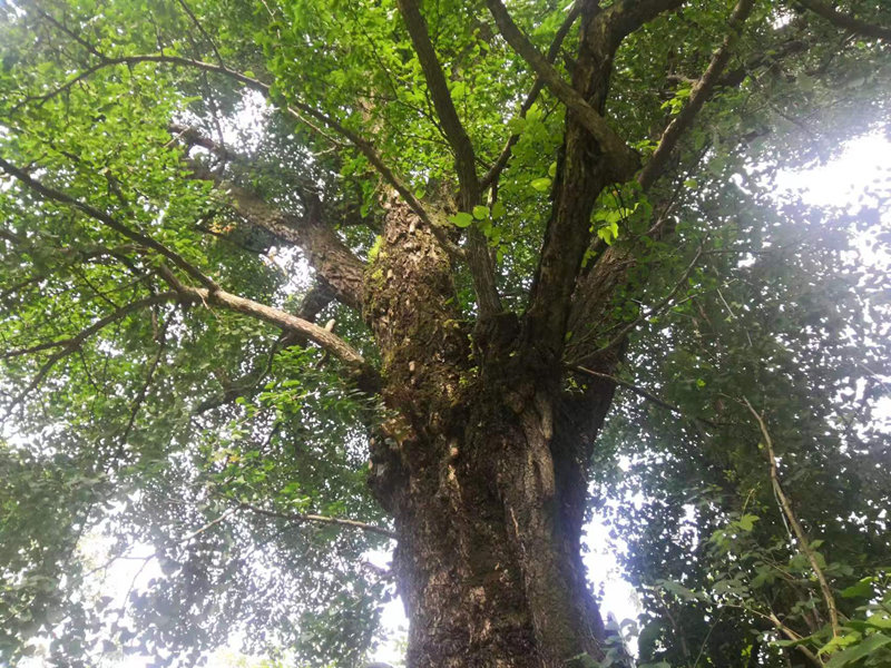 在武當山紫霄宮西宮外，生長著一株高大的銀杏樹，樹齡至今已有480多年。當地人習慣稱其為“大白果樹”，亦親切地稱為“紅軍樹”，系國家二級保護樹種。