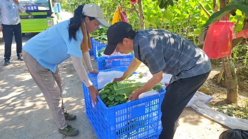 上洋村设立了烟叶种植示范基地。