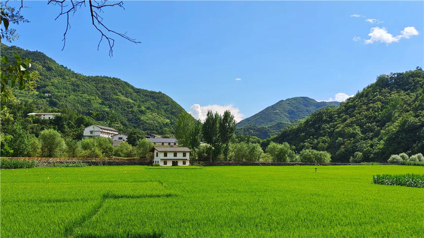 郧西县关防乡沙沟村绿水青山白云秀，稻田深处有人家。 徐光意摄