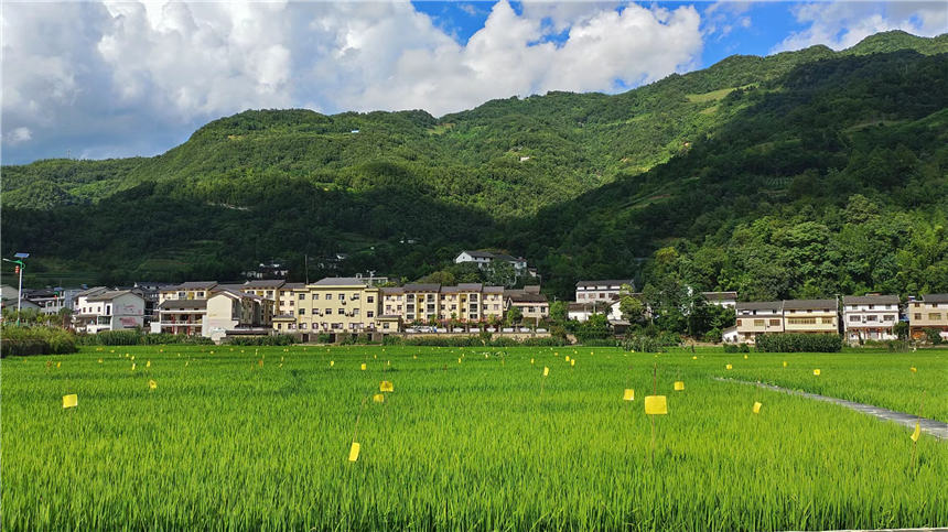 郧西县关防乡沙沟村千亩冷水稻绘出乡村好“丰”景。 徐光意摄