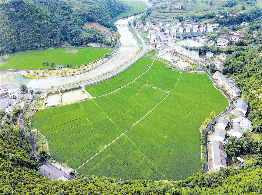 郧西县关防乡沙沟村喜看稻田千层浪，稻花香里说丰年。郧轩文摄