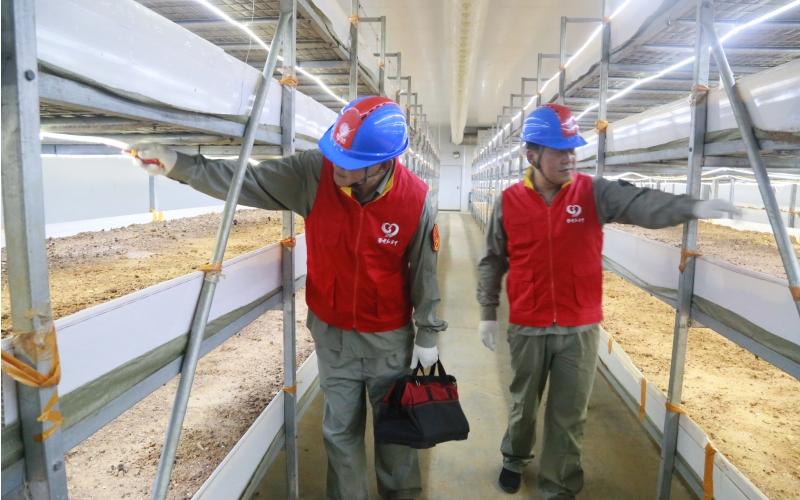 “鄂電紅馬甲”服務隊來到白塘村黑皮雞樅菌種植基地。