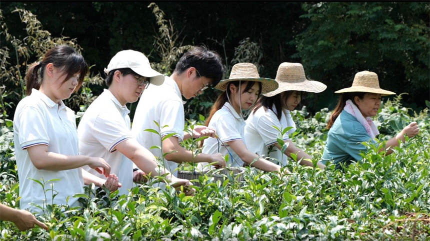 实践团队学生和村民一起采茶。