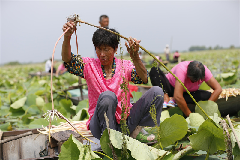 泗洪县临淮镇农户在洪泽湖生态修复示范段采摘新鲜藕带。赵军干 摄
