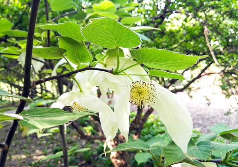 珙桐（国家一级保护植物）。郑德国摄