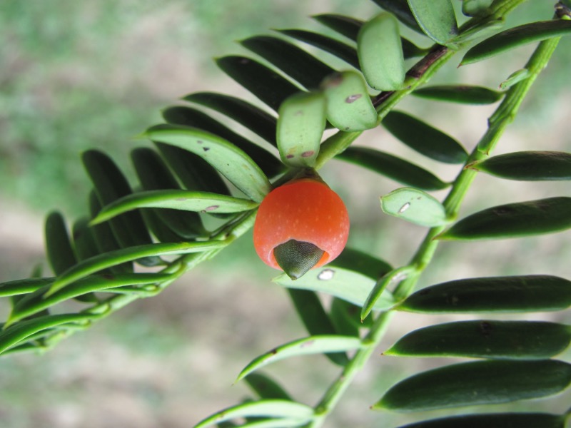 红豆杉（国家一级保护植物）。郑德国摄