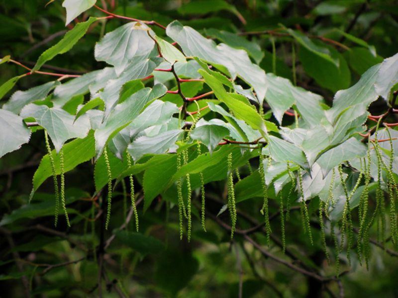 水青树（国家一级保护植物）。郑德国摄