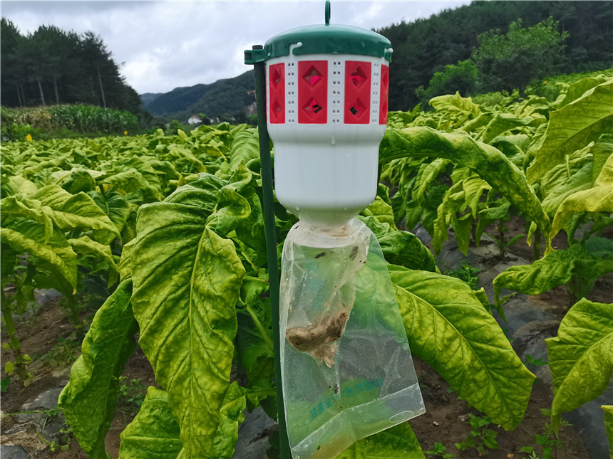 湖北兴山烟草：推行绿色生产  实现经济社会效益“双赢”