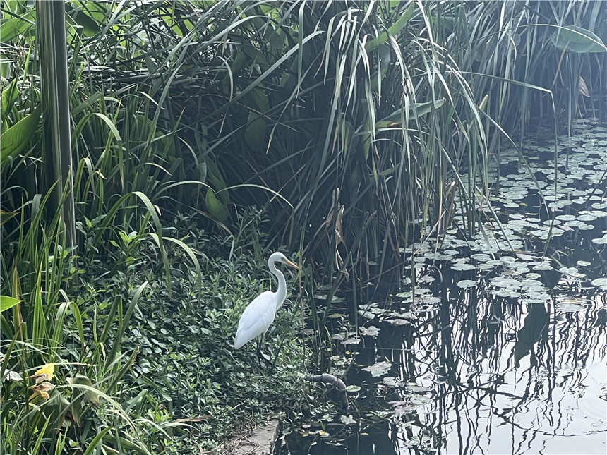 白鷺在公園瀟湘橋下的湖邊覓食。黃倩攝