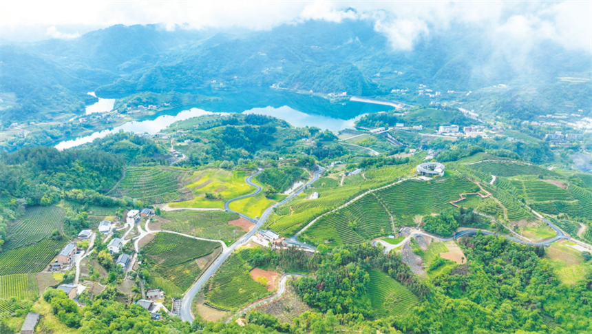 刘家山生态茶园。王俊摄