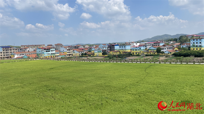 绿色的稻田和五彩斑斓的民居群落相互映衬。