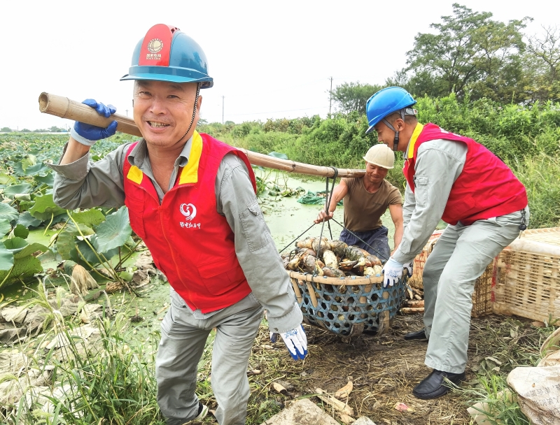 国网鄂州供电公司“鄂电红马甲”姜水泉、叶传水在巡视完藕塘用电设备后，帮藕农唐正风将刚采收回的一篓新鲜莲藕从池塘中抬出来。金雅杰摄