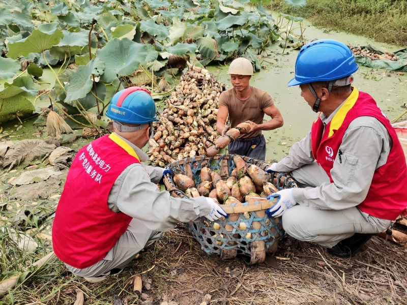 国网鄂州供电公司“鄂电红马甲”姜水泉、叶传水在巡视完藕塘用电设备后，了解藕农唐正风今年采收情况，下一步的用电需求。姜志刚摄