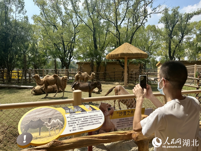 游客正在拍摄骆驼。人民网记者 张沛摄