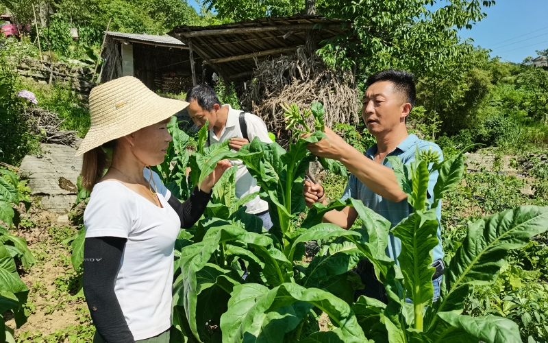 秭归县烟草专卖局（营销部）组织全县种烟村推广学习。