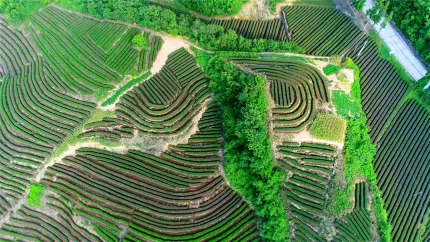 竹山县九女峰休闲茶园。