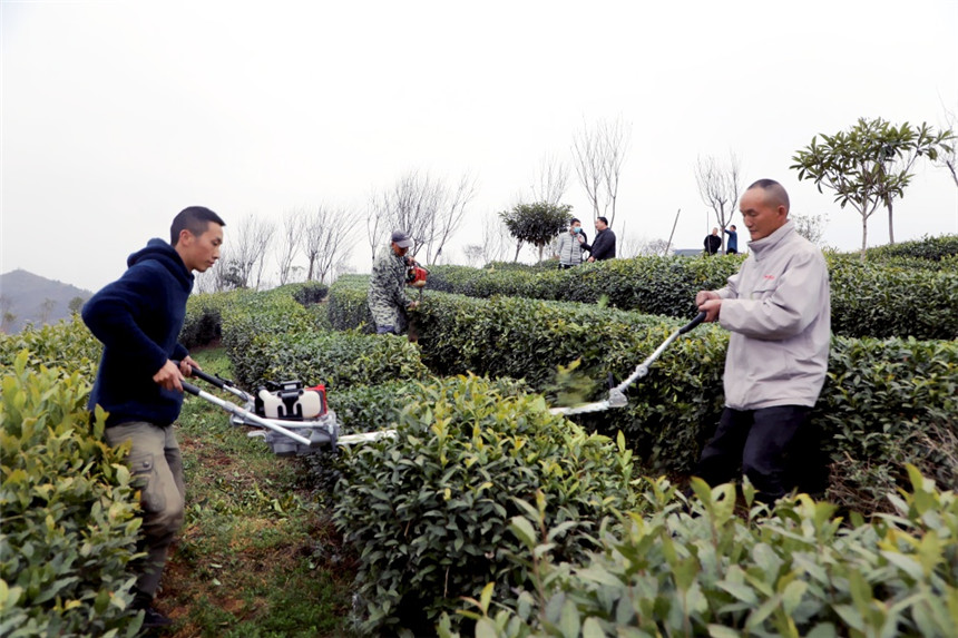 竹山县溢水镇朱家湾村茶场组织工人进行茶树修剪。