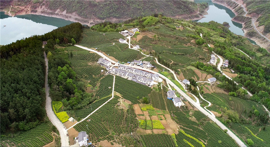 竹山上庸镇大泉山生态茶园。