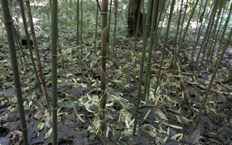 一年“两季笋”狭叶方竹现身竹山武陵峡。