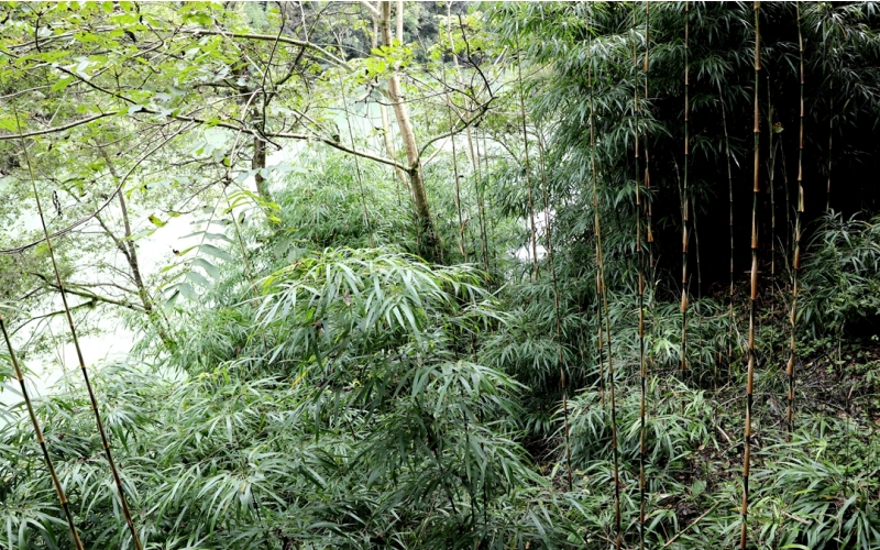 秋季竹林。