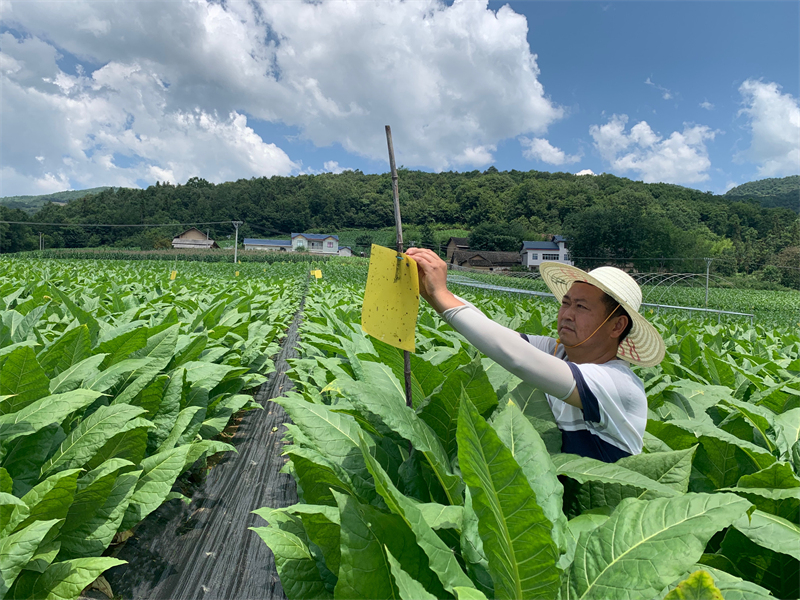 湖北長陽土家族自治縣資丘鎮黃柏山煙葉田