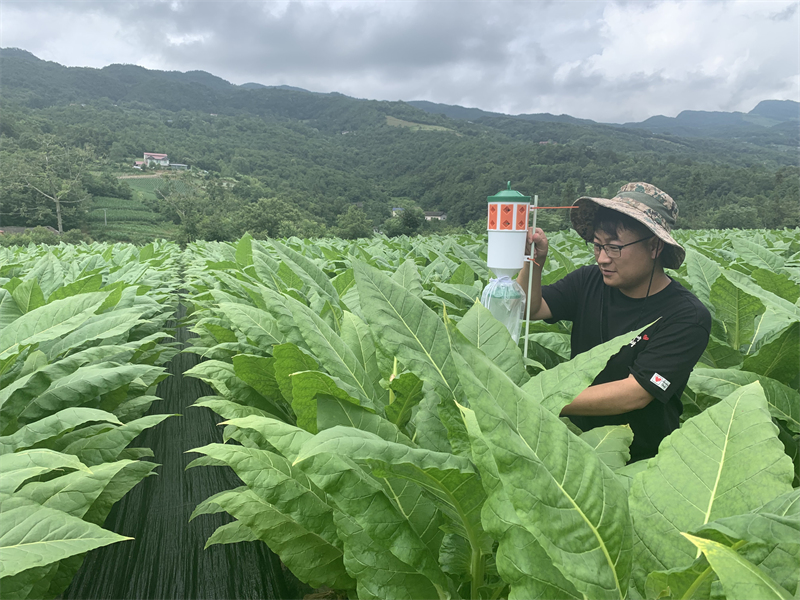 湖北長陽土家族自治縣資丘鎮黃柏山煙葉田