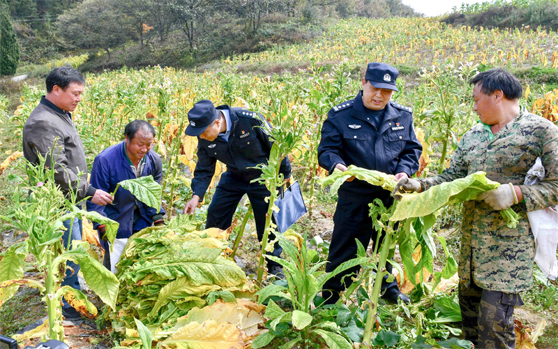 保康公安驻村工作队民警帮烟农采摘烟叶。