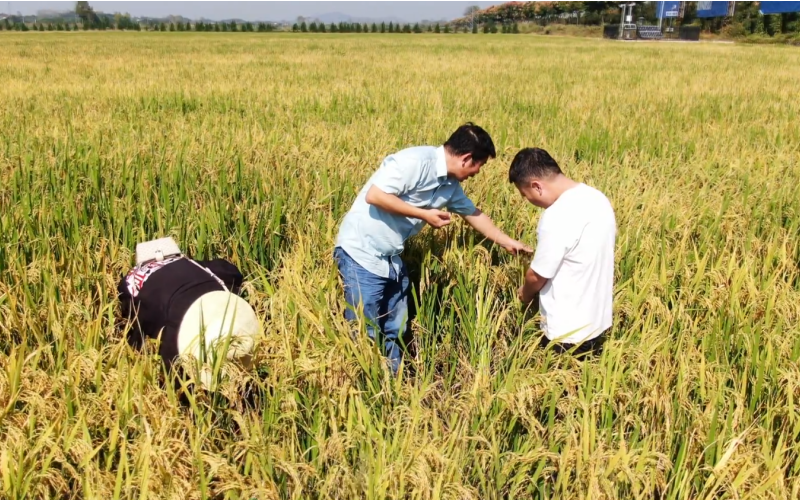 湖北浠水“谷林套播” 助力“稻稻油”種植。