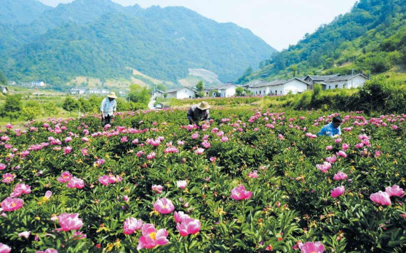双台乡中药材基地。袁平凡摄