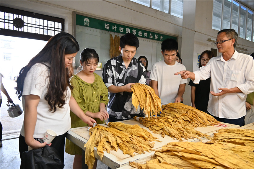 武汉市烟草专卖局:把青春华章写在烟田大地上【4】