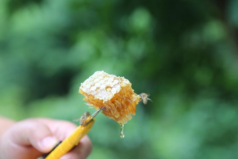 甜蜜事业喜“蜂”收。