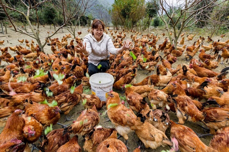 工人师傅在给林间散养的竹山打鸡投喂青菜。