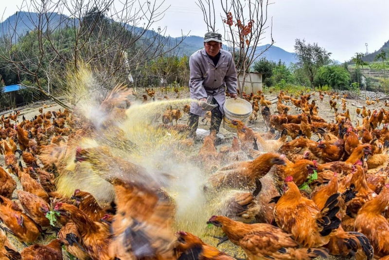 工人师傅在给林间散养的竹山打鸡投喂饲料。