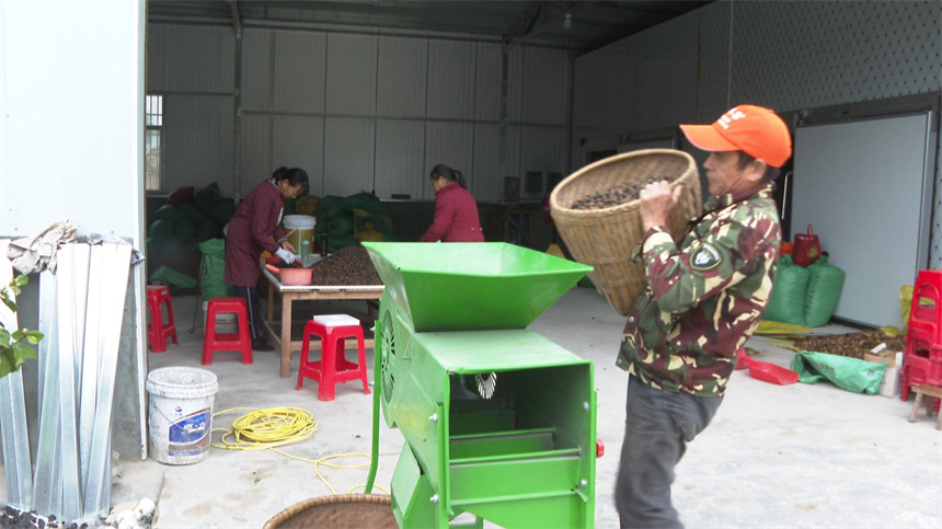 湖北浠水：新技术新装备加持 4万亩小麦抢种下地