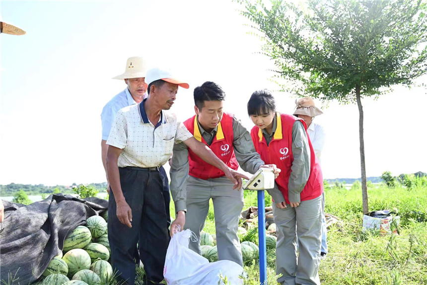 国网鄂州供电公司协助太平村爱心超市进行西瓜采摘。段浪摄