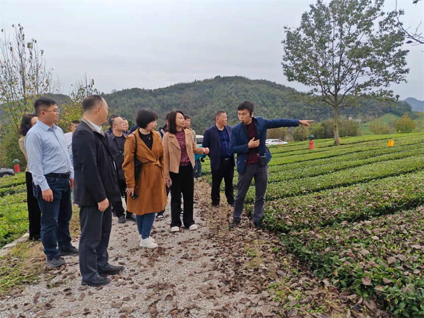 工作隊實地調研道家灣生態茶園。