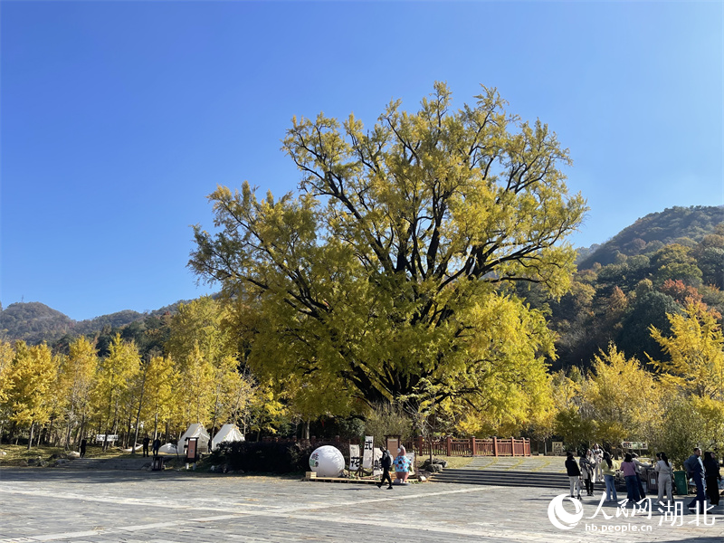 随州千年古银杏树。人民网记者 周倩文摄