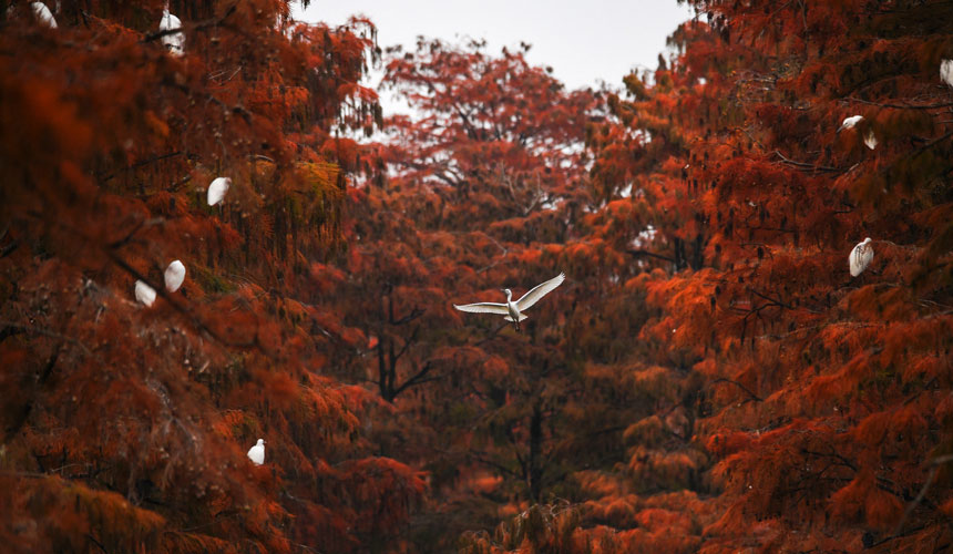 白鷺在漲渡湖濕地振翅高飛。